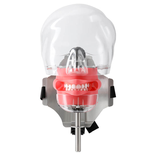 Dental Simulation Mannequin Teaching Head Model with Adjustable Straps - azdentall.com