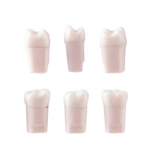 Dental Endo Teeth Model White Root Canal Practice Block RCT Study Training Teaching 5Pcs/Set - azdentall.com