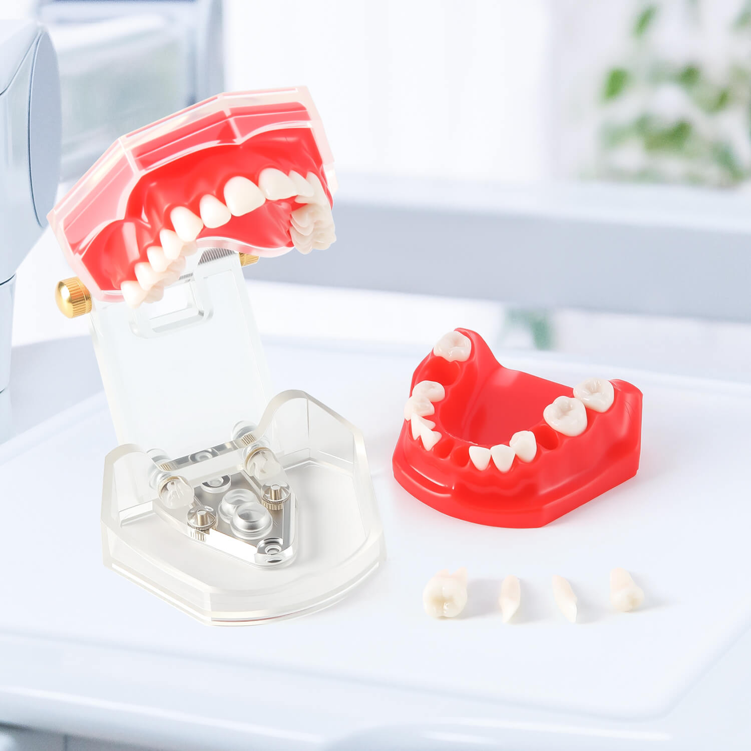 Dental Adults 28-Tooth Standard Extraction Model Detachable Teaching Teeth Tool - azdentall.com