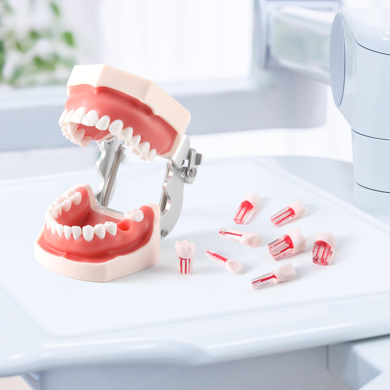 Dental RCT Root Canal Practice Model Endo Typodont Teeth 28pcs/Set - azdentall.com