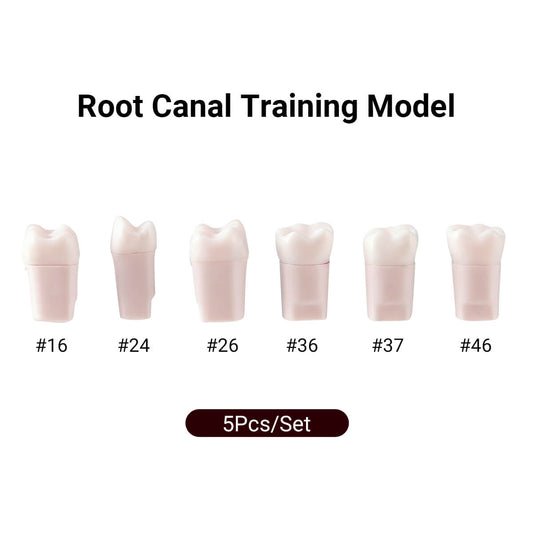 Dental Endo Teeth Model White Root Canal Practice Block RCT Study Training Teaching 5Pcs/Set - azdentall.com