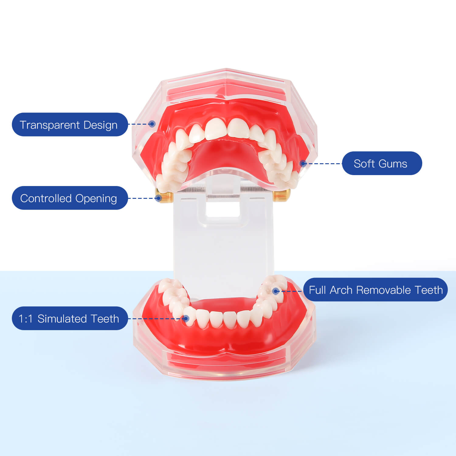 Dental Adults 28-Tooth Standard Extraction Model Detachable Teaching Teeth Tool - azdentall.com