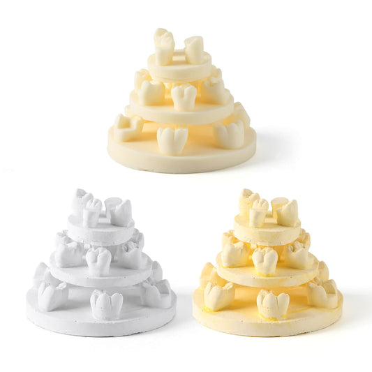 Dental Tooth Morphology Practice Model Gypsum/Resin Model Wax Up U6/L6/U4 Positions Training Kit - azdentall.com