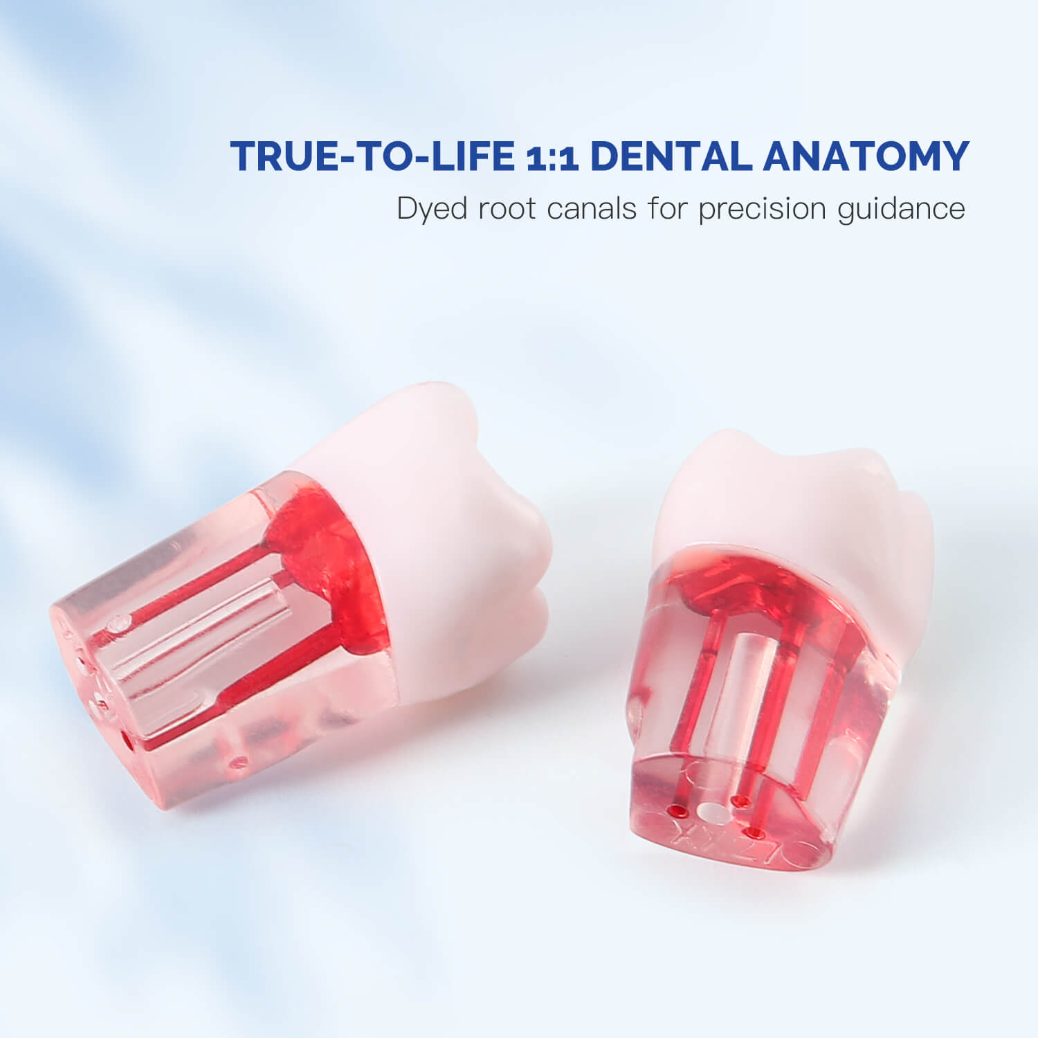 Dental RCT Root Canal Practice Model Endo Typodont Teeth 28pcs/Set - azdentall.com