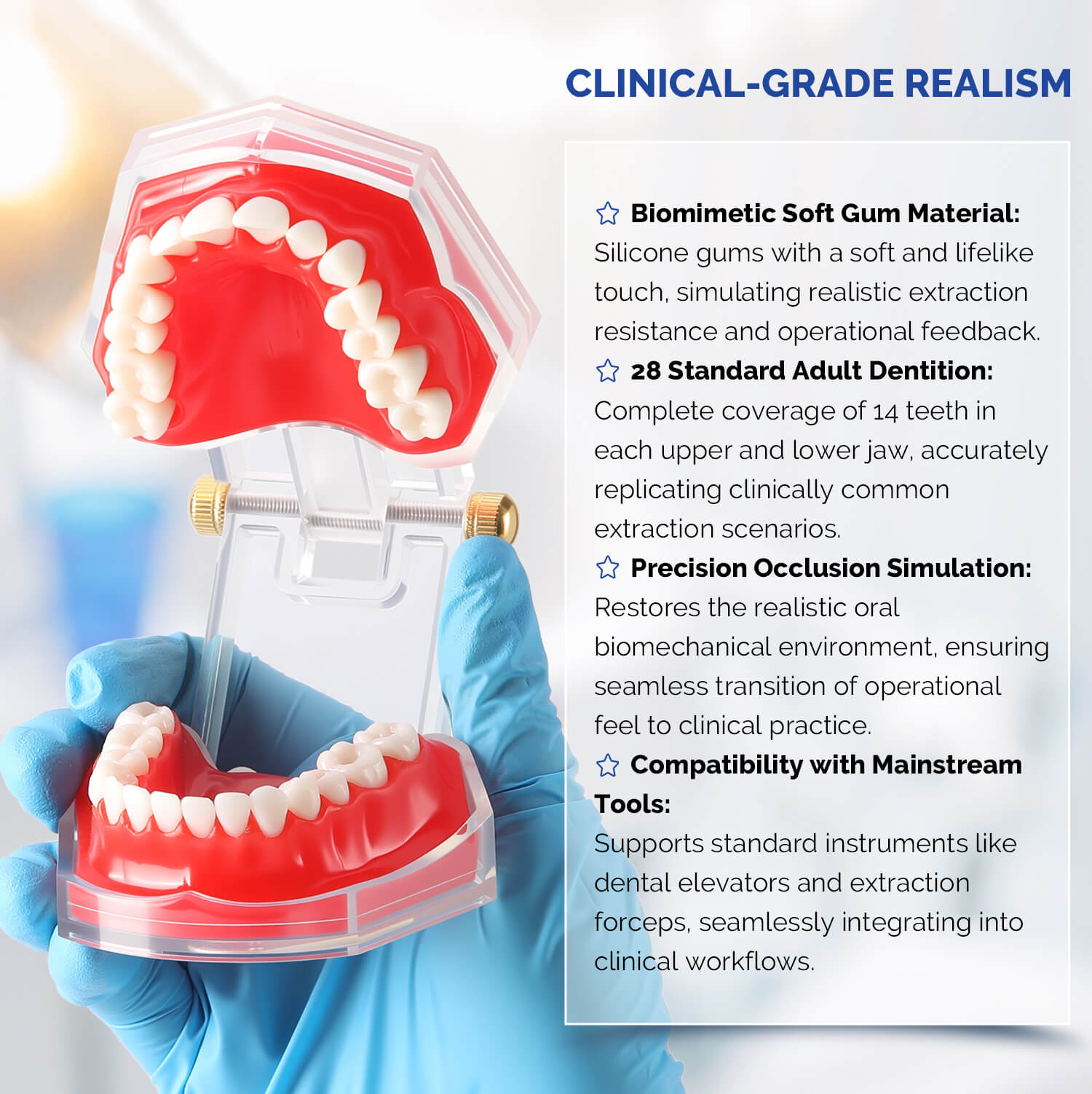 Dental Adults 28-Tooth Standard Extraction Model Detachable Teaching Teeth Tool - azdentall.com