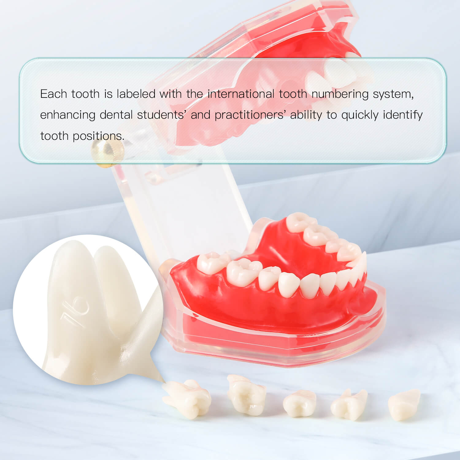 Dental Adults 28-Tooth Standard Extraction Model Detachable Teaching Teeth Tool - azdentall.com