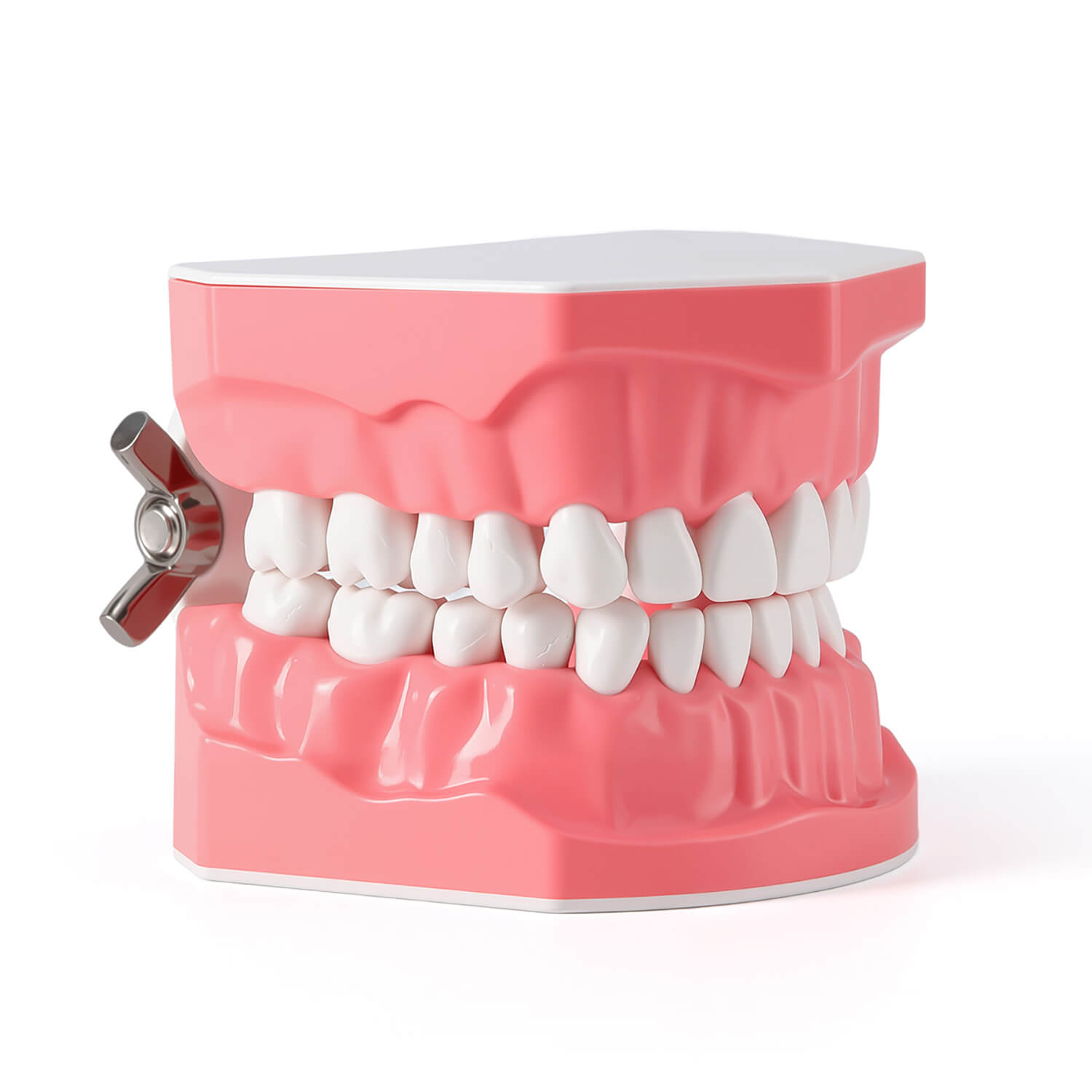 Dental 1:1 Standard /2 Times Teeth Model Brushing Flossing Practice Studying Teaching - azdentall.com