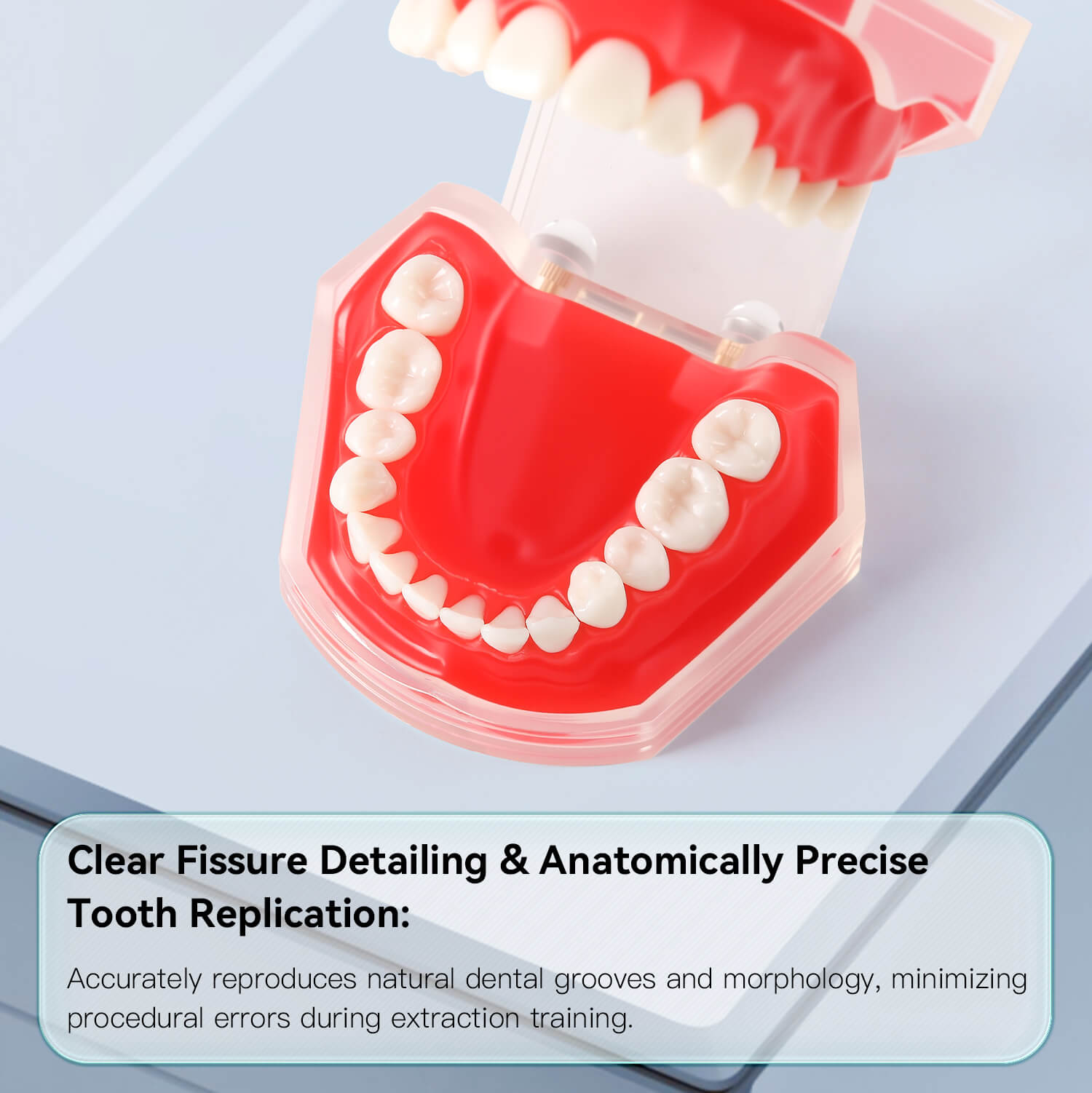 Dental Adults 28-Tooth Standard Extraction Model Detachable Teaching Teeth Tool - azdentall.com