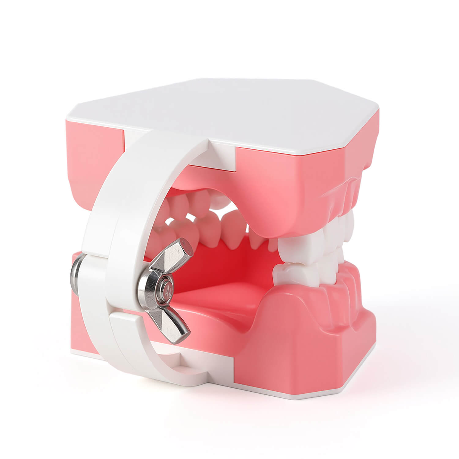 Dental 1:1 Standard /2 Times Teeth Model Brushing Flossing Practice Studying Teaching - azdentall.com