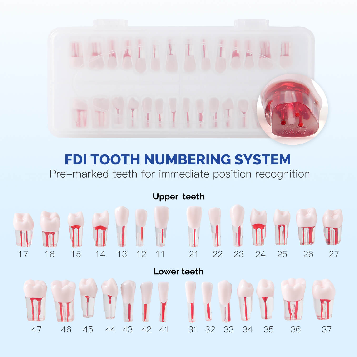 Dental RCT Root Canal Practice Model Endo Typodont Teeth 28pcs/Set - azdentall.com