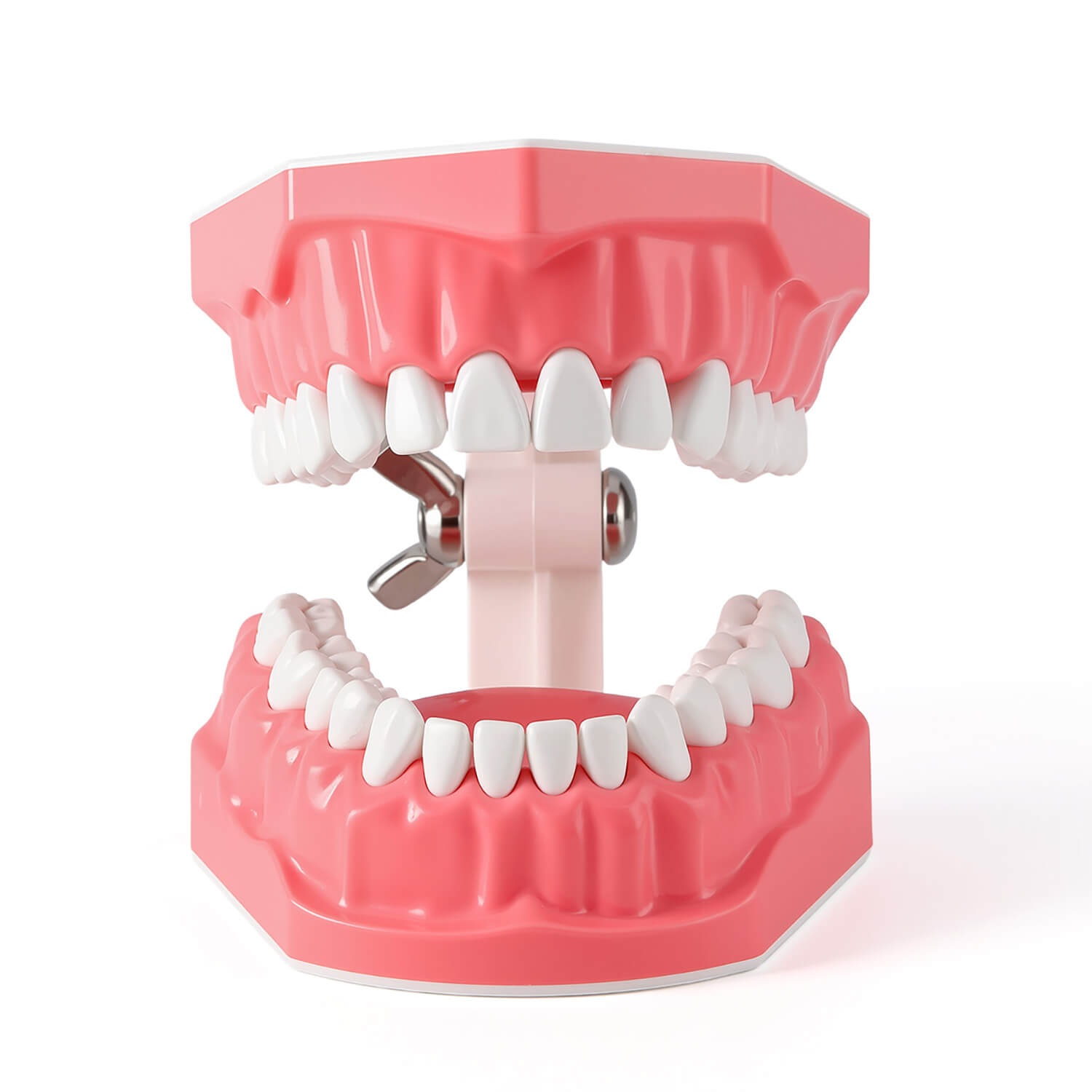 Dental 1:1 Standard /2 Times Teeth Model Brushing Flossing Practice Studying Teaching - azdentall.com