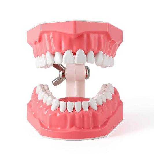 Dental 1:1 Standard /2 Times Teeth Model Brushing Flossing Practice Studying Teaching - azdentall.com