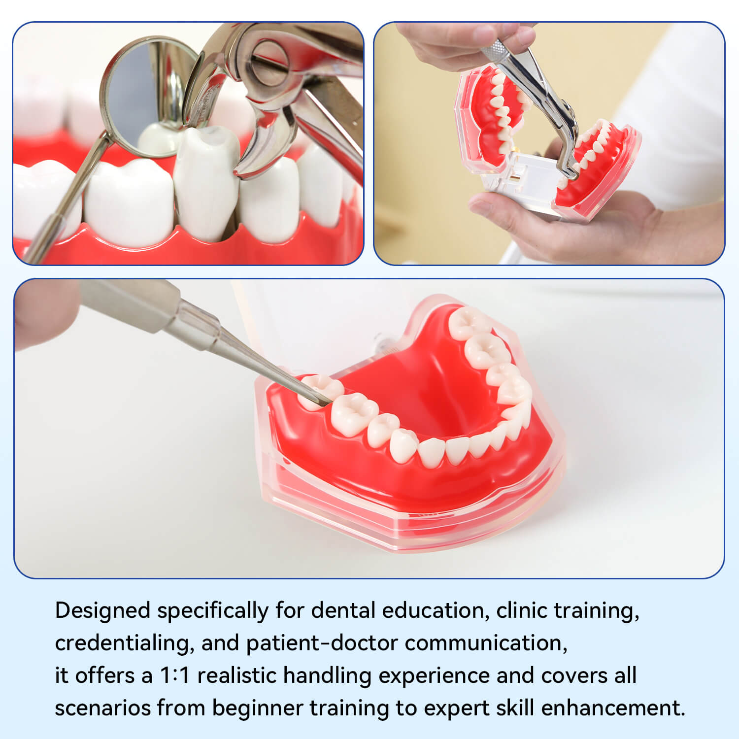 Dental Adults 28-Tooth Standard Extraction Model Detachable Teaching Teeth Tool - azdentall.com