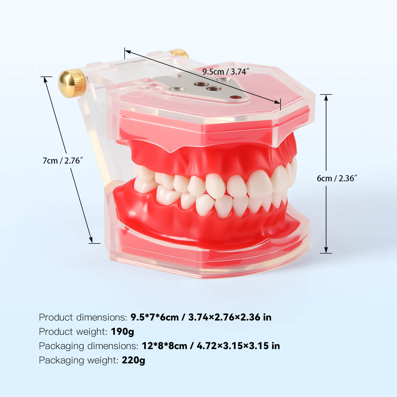 Dental Adults 28-Tooth Standard Extraction Model Detachable Teaching Teeth Tool - azdentall.com