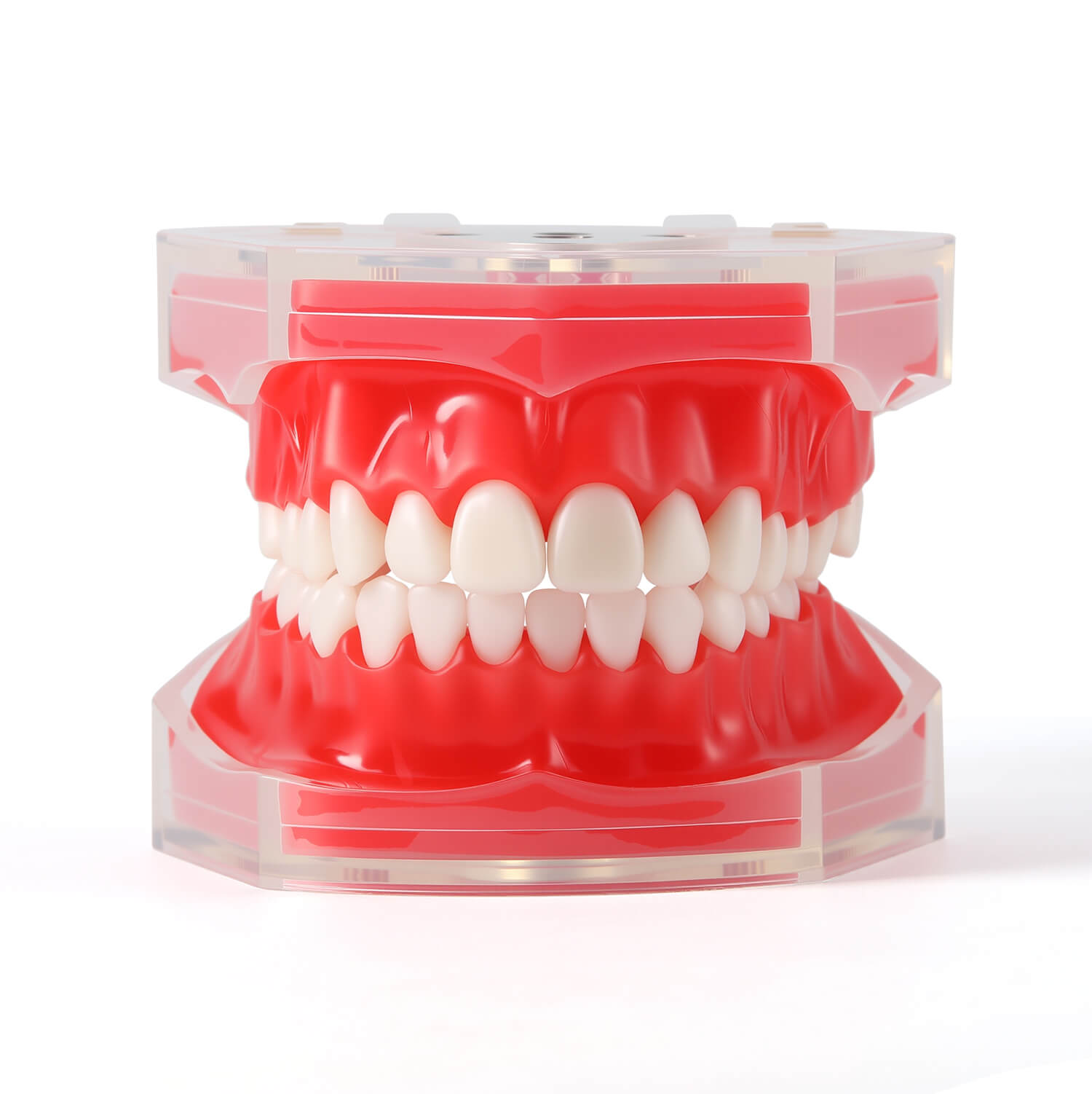 Dental Adults 28-Tooth Standard Extraction Model Detachable Teaching Teeth Tool - azdentall.com