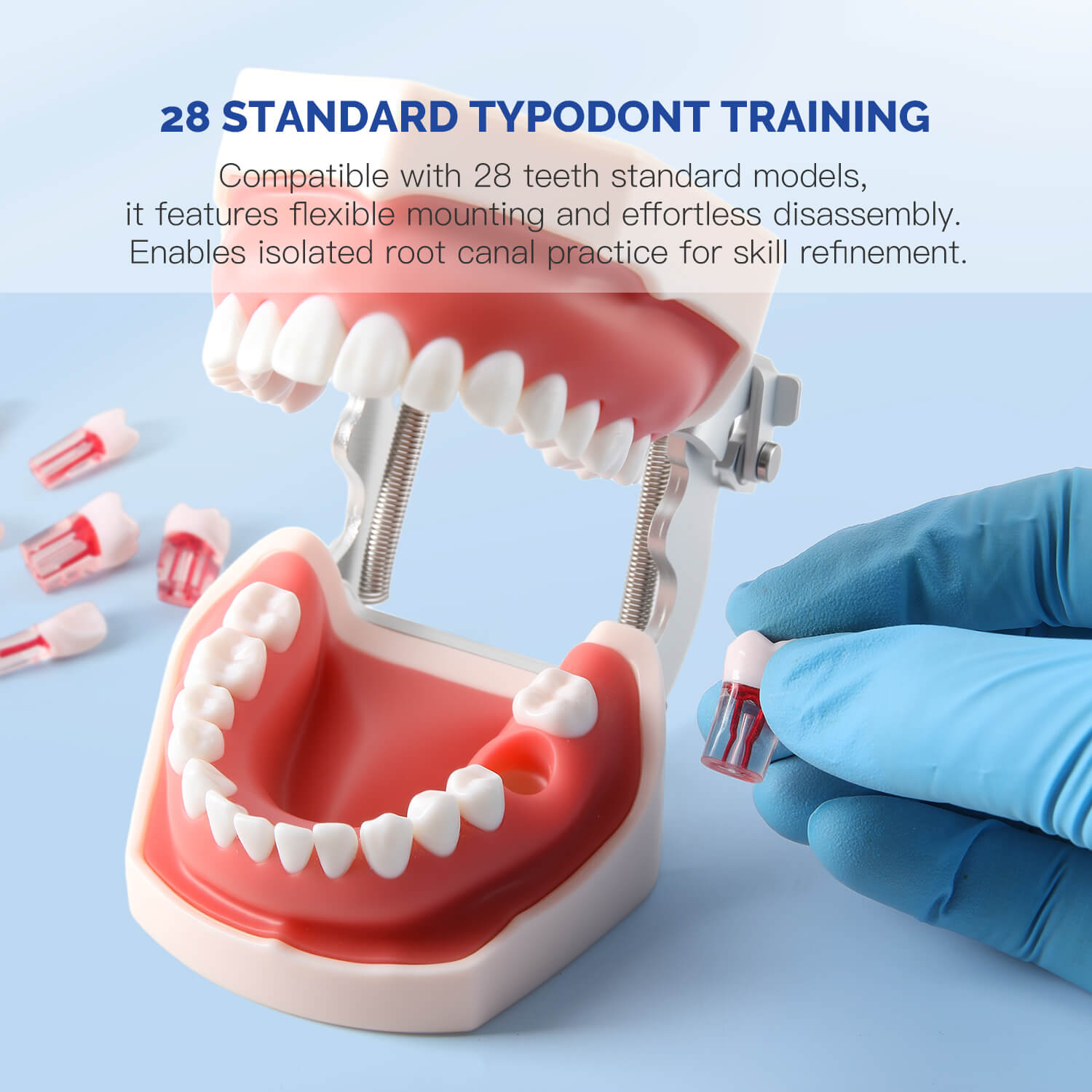 Dental RCT Root Canal Practice Model Endo Typodont Teeth 28pcs/Set - azdentall.com