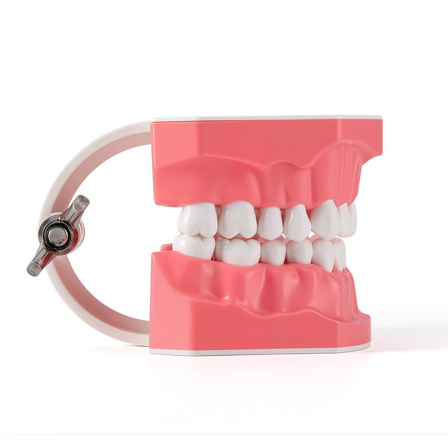 Dental 1:1 Standard /2 Times Teeth Model Brushing Flossing Practice Studying Teaching - azdentall.com