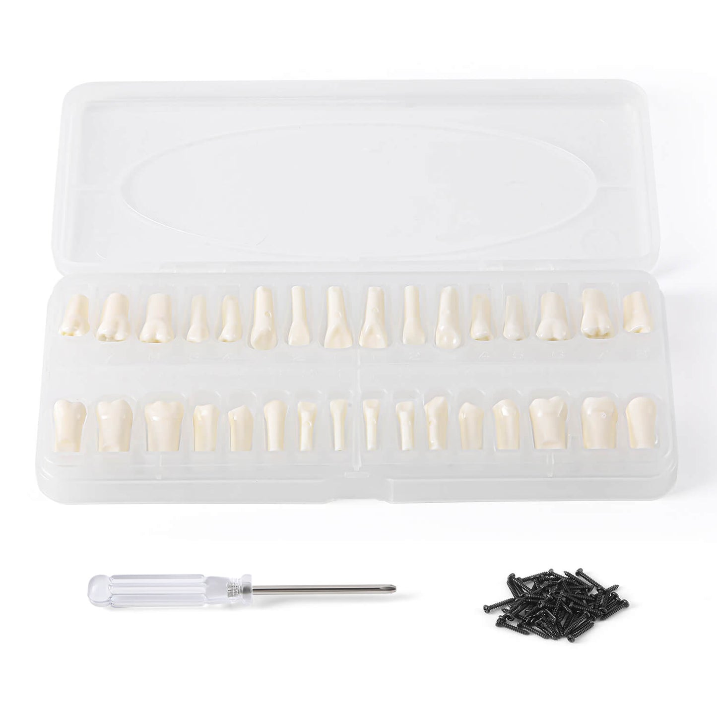 Dental Standard Resin Typodont Teeth Replacement Screw-in Teeth Model 32Pcs/Box - azdentall.com