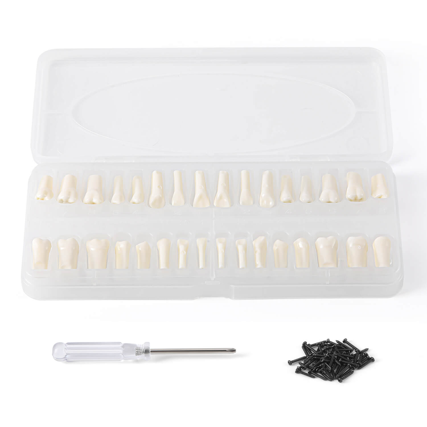 Dental Standard Resin Typodont Teeth Replacement Screw-in Teeth Model 32Pcs/Box - azdentall.com