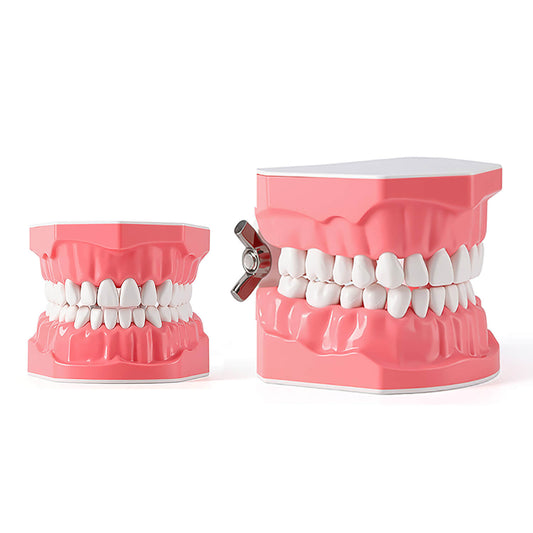 Dental 1:1 Standard /2 Times Teeth Model Brushing Flossing Practice Studying Teaching - azdentall.com