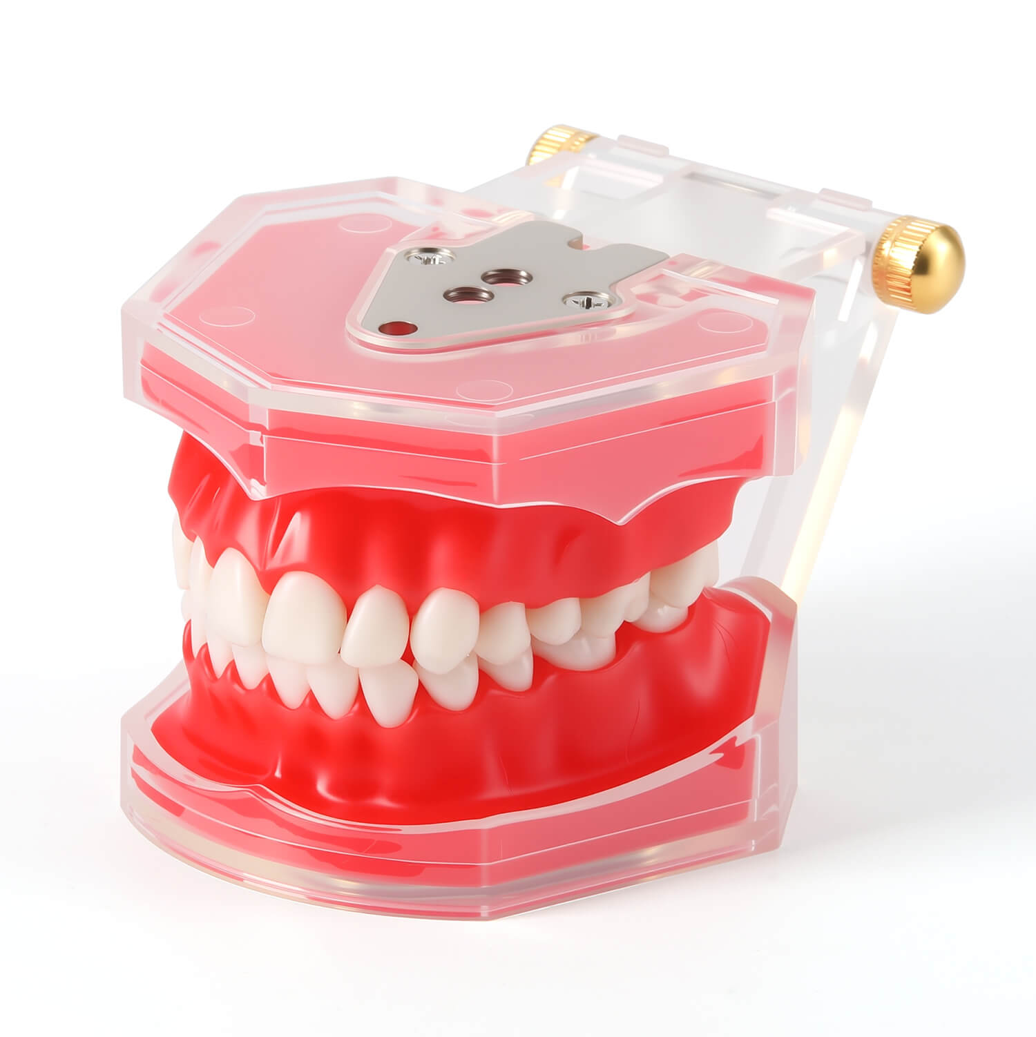 Dental Adults 28-Tooth Standard Extraction Model Detachable Teaching Teeth Tool - azdentall.com