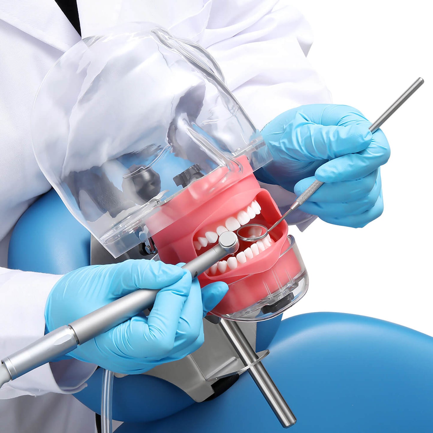 Dental Simulation Mannequin Teaching Head Model with Adjustable Straps - azdentall.com