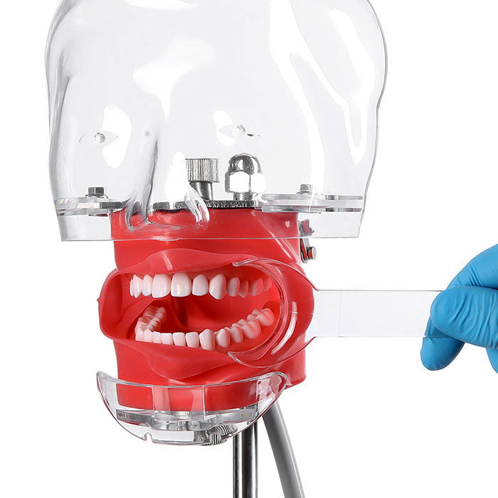 Dental T-Shape Double Head Cheek Retractors Mouth Opener Large & Small Transparent 4Pcs/Set - azdentall.com