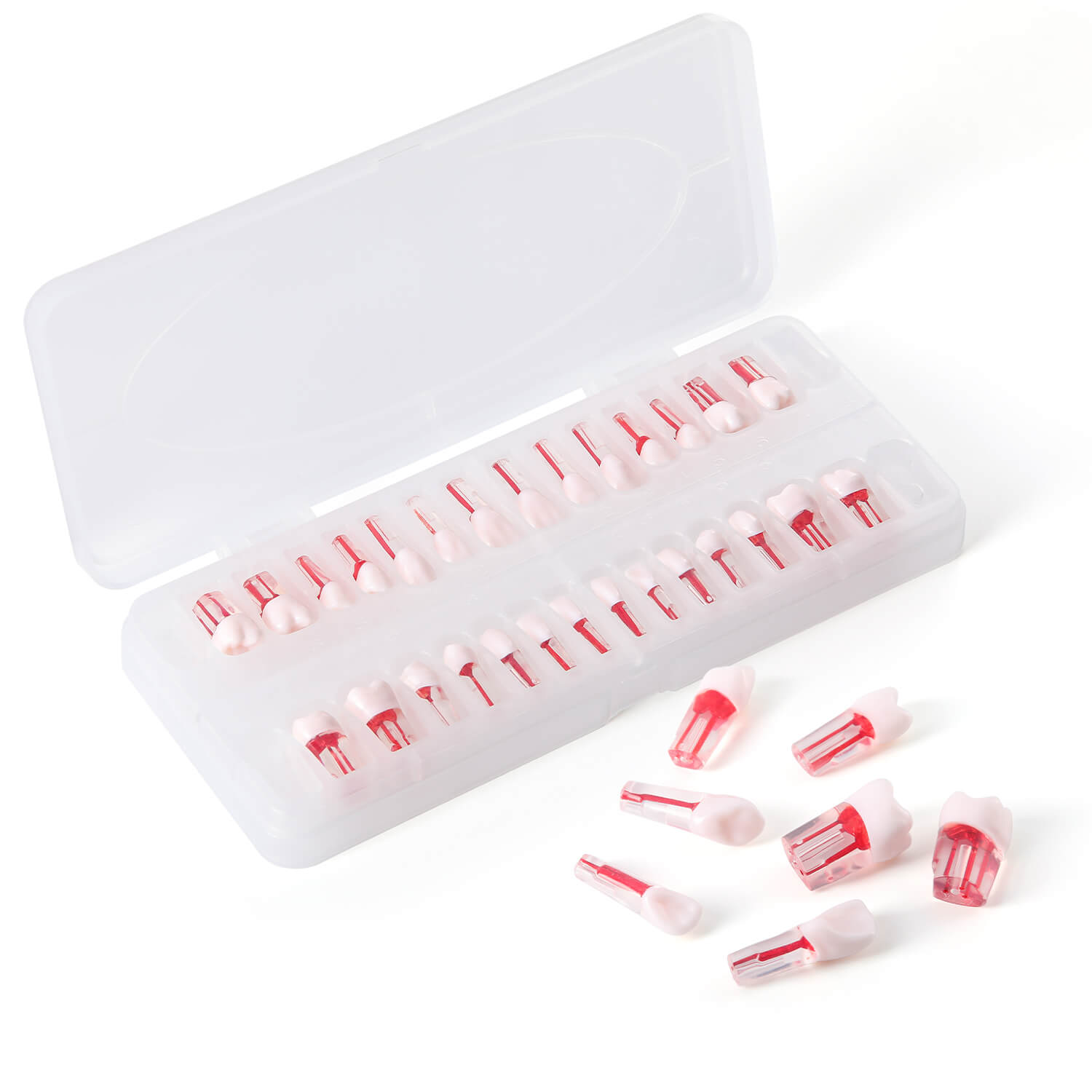 Dental RCT Root Canal Practice Model Endo Typodont Teeth 28pcs/Set - azdentall.com