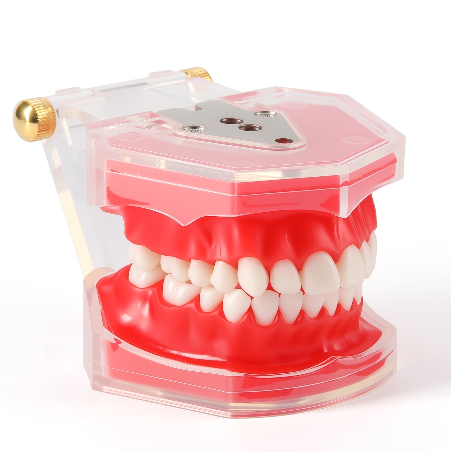 Dental Adults 28-Tooth Standard Extraction Model Detachable Teaching Teeth Tool - azdentall.com