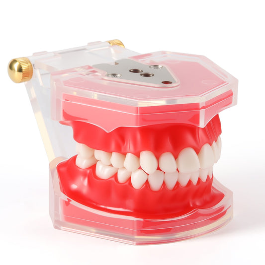 Dental Adults 28-Tooth Standard Extraction Model Detachable Teaching Teeth Tool - azdentall.com