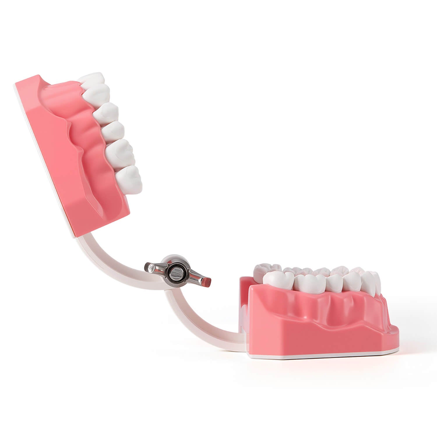 Dental 1:1 Standard /2 Times Teeth Model Brushing Flossing Practice Studying Teaching - azdentall.com