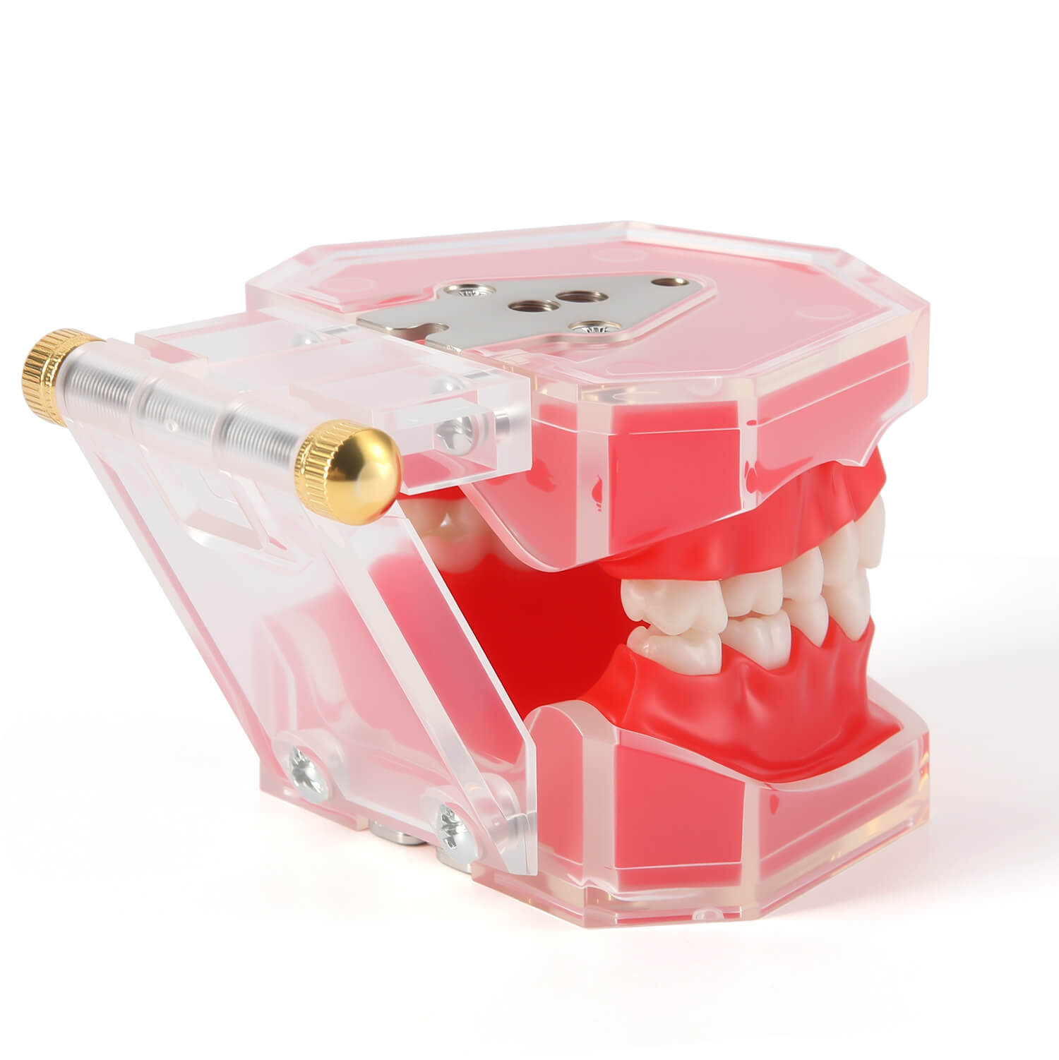 Dental Adults 28-Tooth Standard Extraction Model Detachable Teaching Teeth Tool - azdentall.com