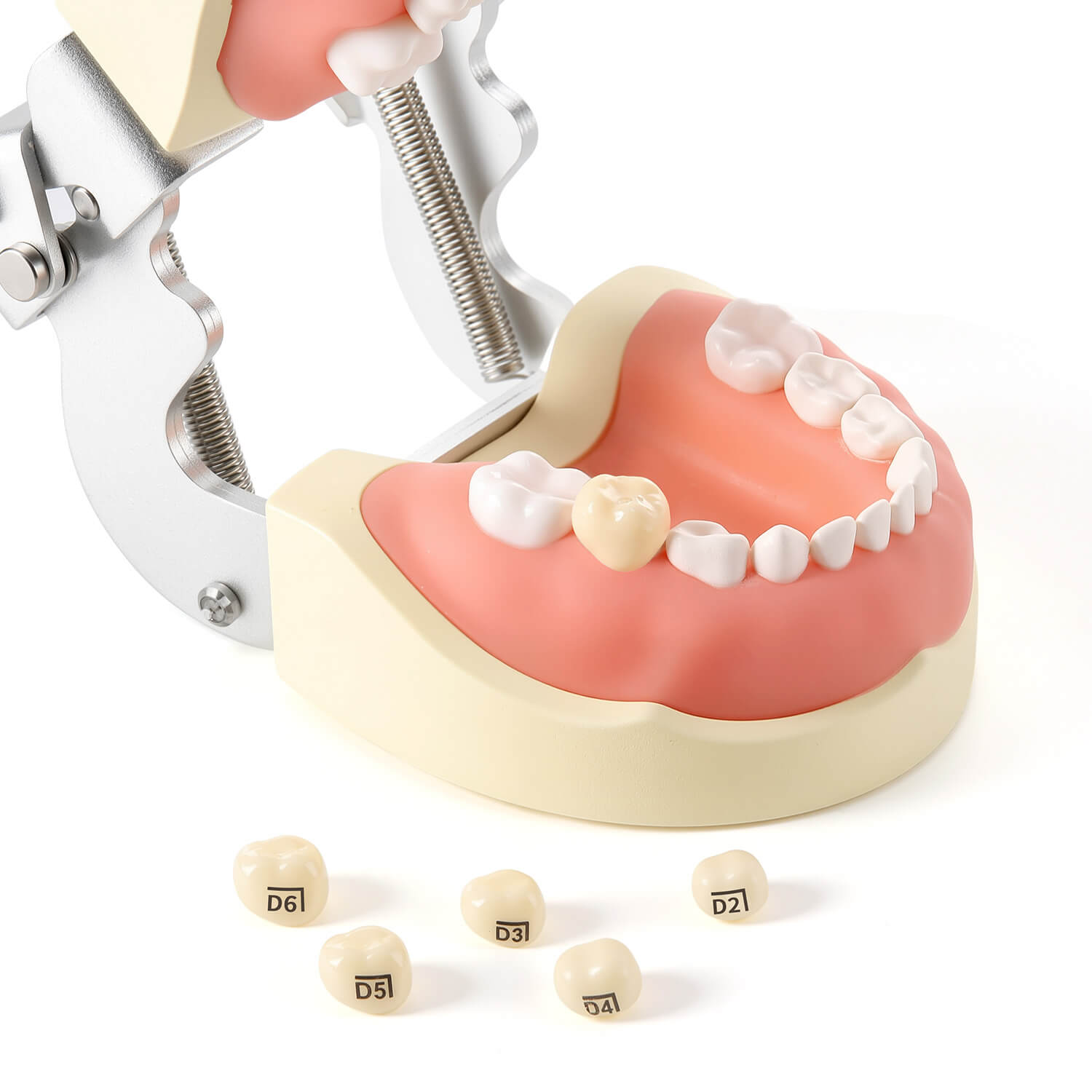 Dental Zirconia Crowns Kit for Kids Posterior Teeth Primary Molar Crowns 48pcs/Box - azdentall.com