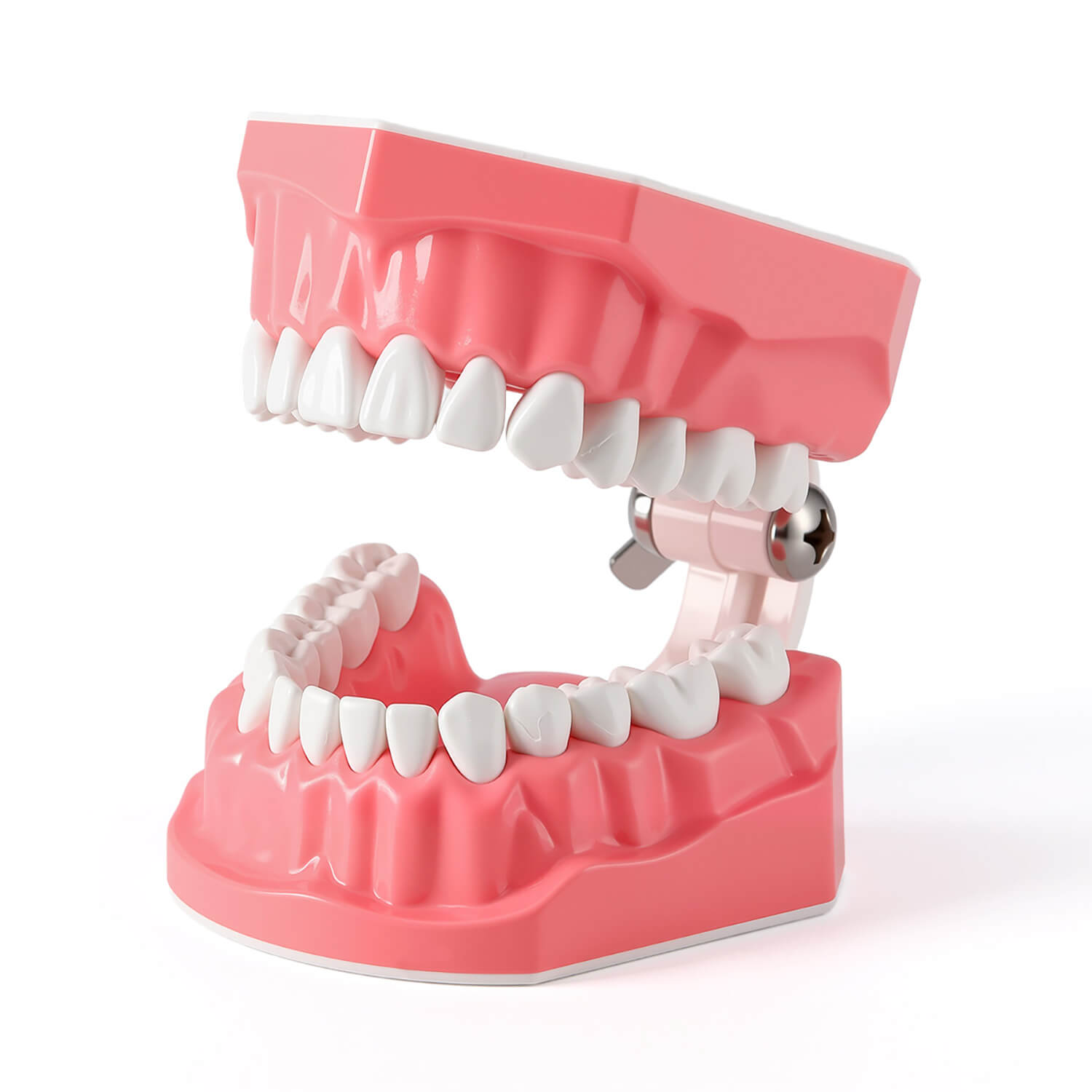 Dental 1:1 Standard /2 Times Teeth Model Brushing Flossing Practice Studying Teaching - azdentall.com