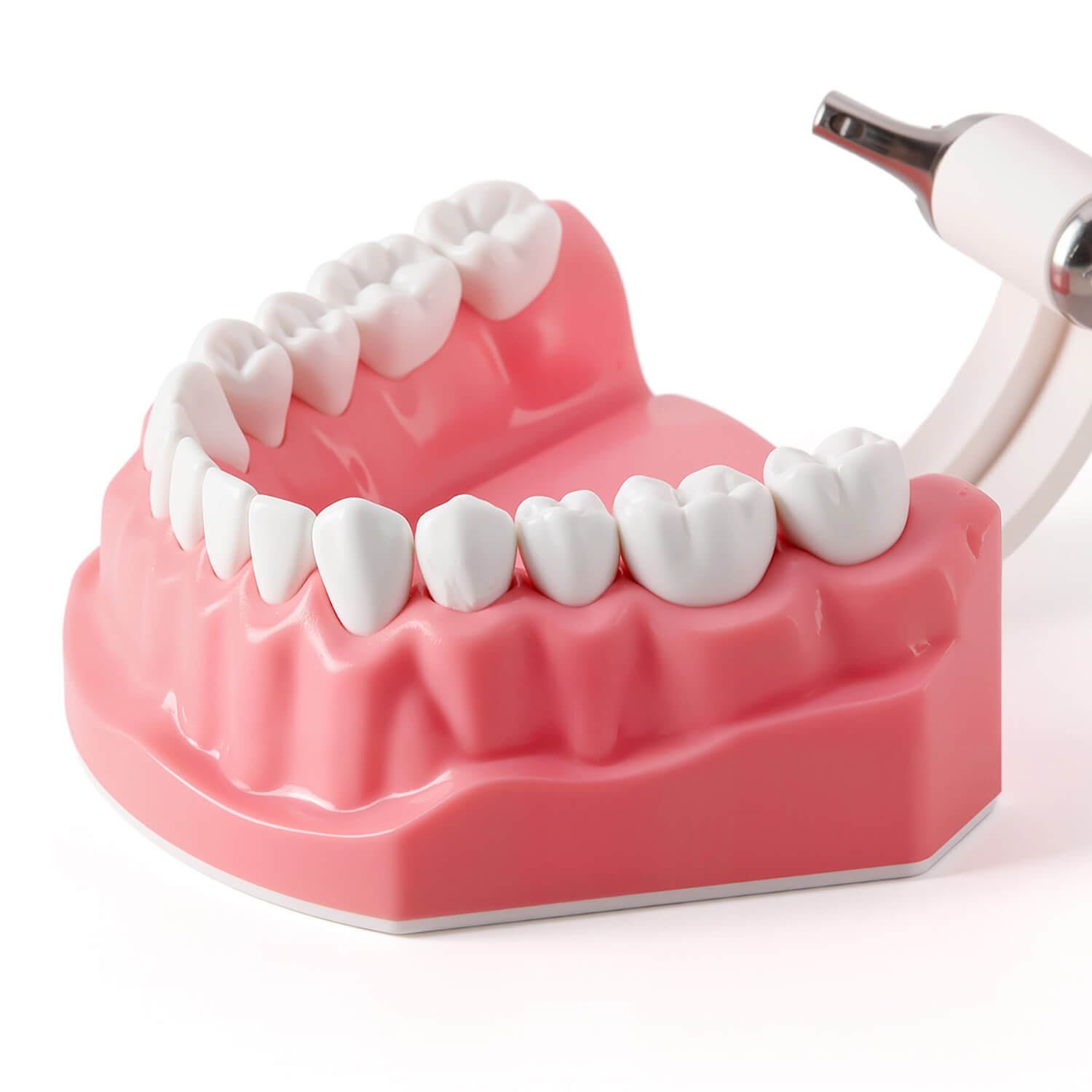 Dental 1:1 Standard /2 Times Teeth Model Brushing Flossing Practice Studying Teaching - azdentall.com