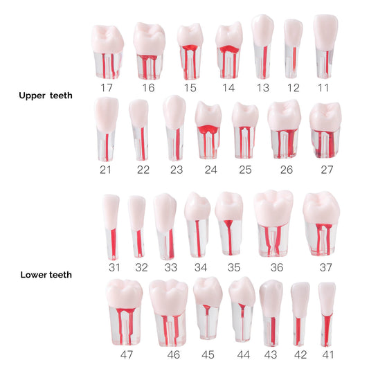 Dental RCT Root Canal Practice Model Endo Typodont Teeth 28pcs/Set - azdentall.com