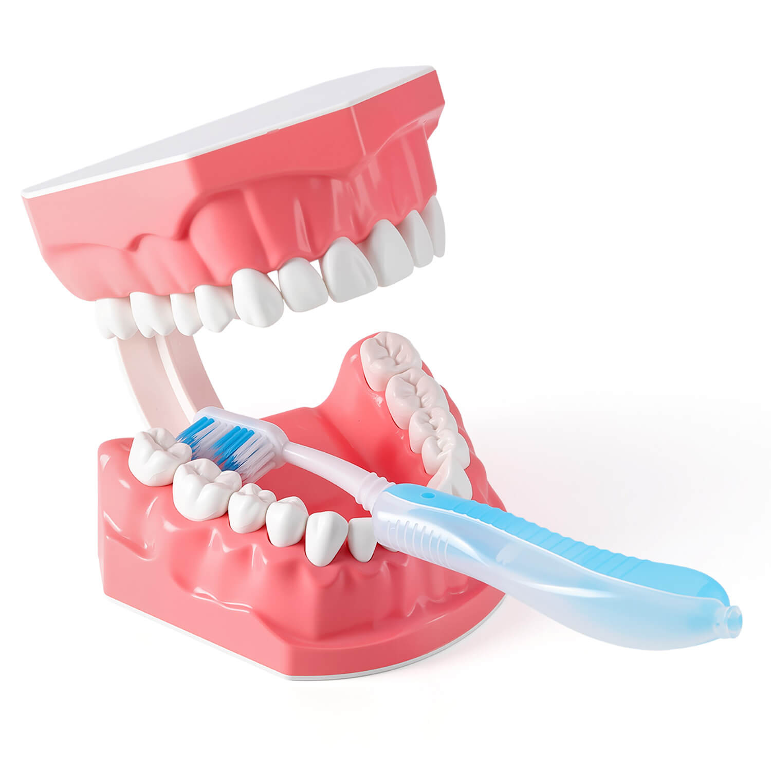 Dental 1:1 Standard /2 Times Teeth Model Brushing Flossing Practice Studying Teaching - azdentall.com
