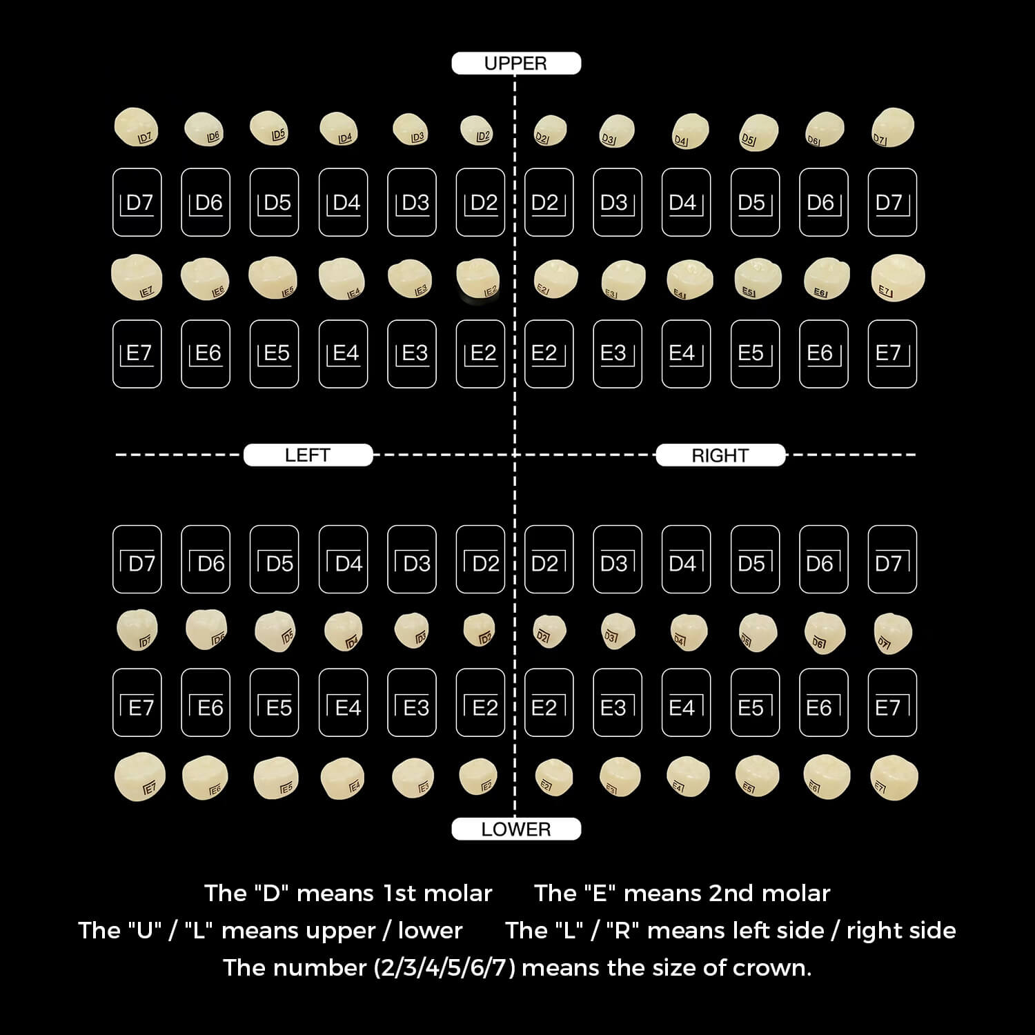 Dental Zirconia Crowns Kit for Kids Posterior Teeth Primary Molar Crowns 48pcs/Box - azdentall.com