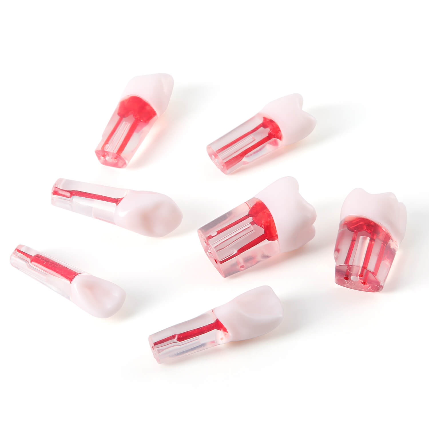 Dental RCT Root Canal Practice Model Endo Typodont Teeth 28pcs/Set - azdentall.com