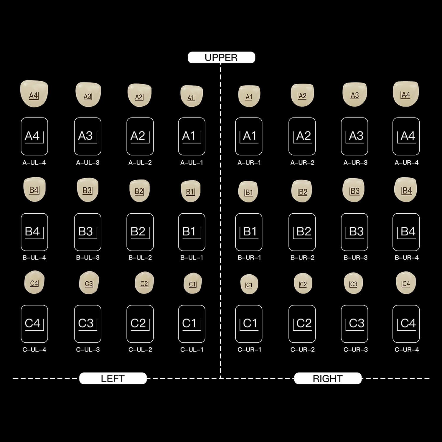 Dental Zirconia Crowns Kit for Kids Anterior Teeth Primary Molar Crowns 24pcs/Box - azdentall.com