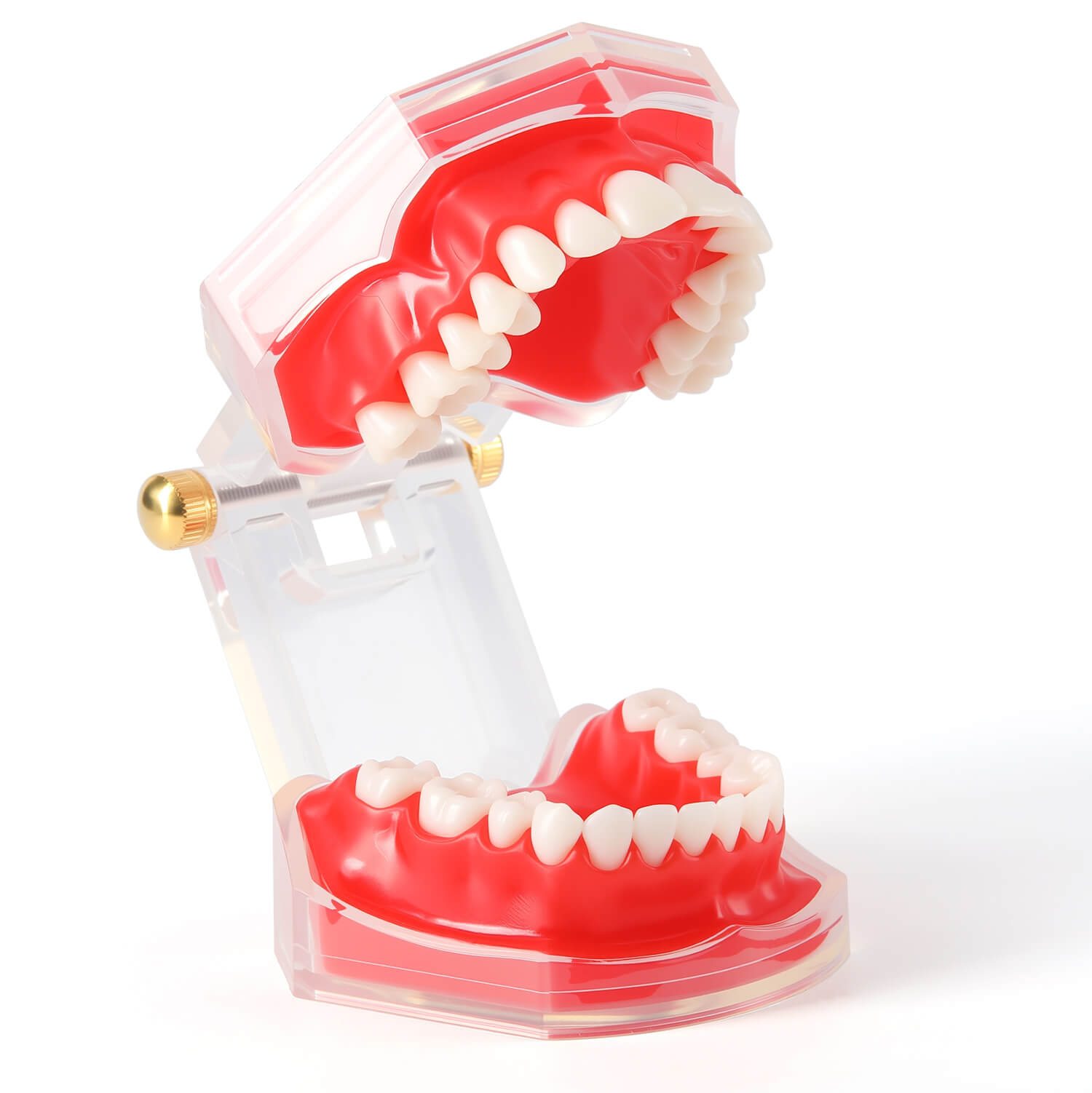 Dental Adults 28-Tooth Standard Extraction Model Detachable Teaching Teeth Tool - azdentall.com