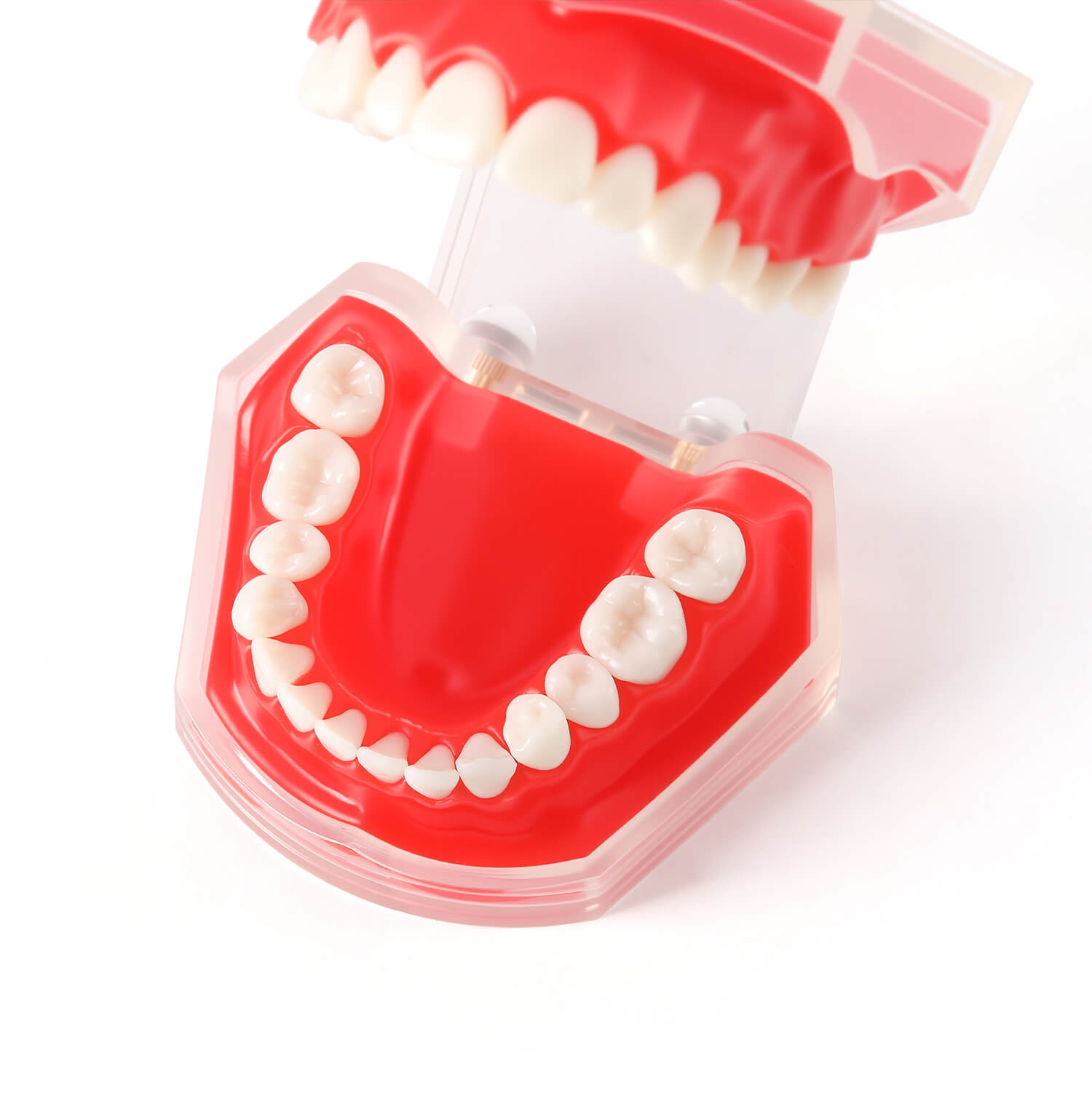 Dental Adults 28-Tooth Standard Extraction Model Detachable Teaching Teeth Tool - azdentall.com