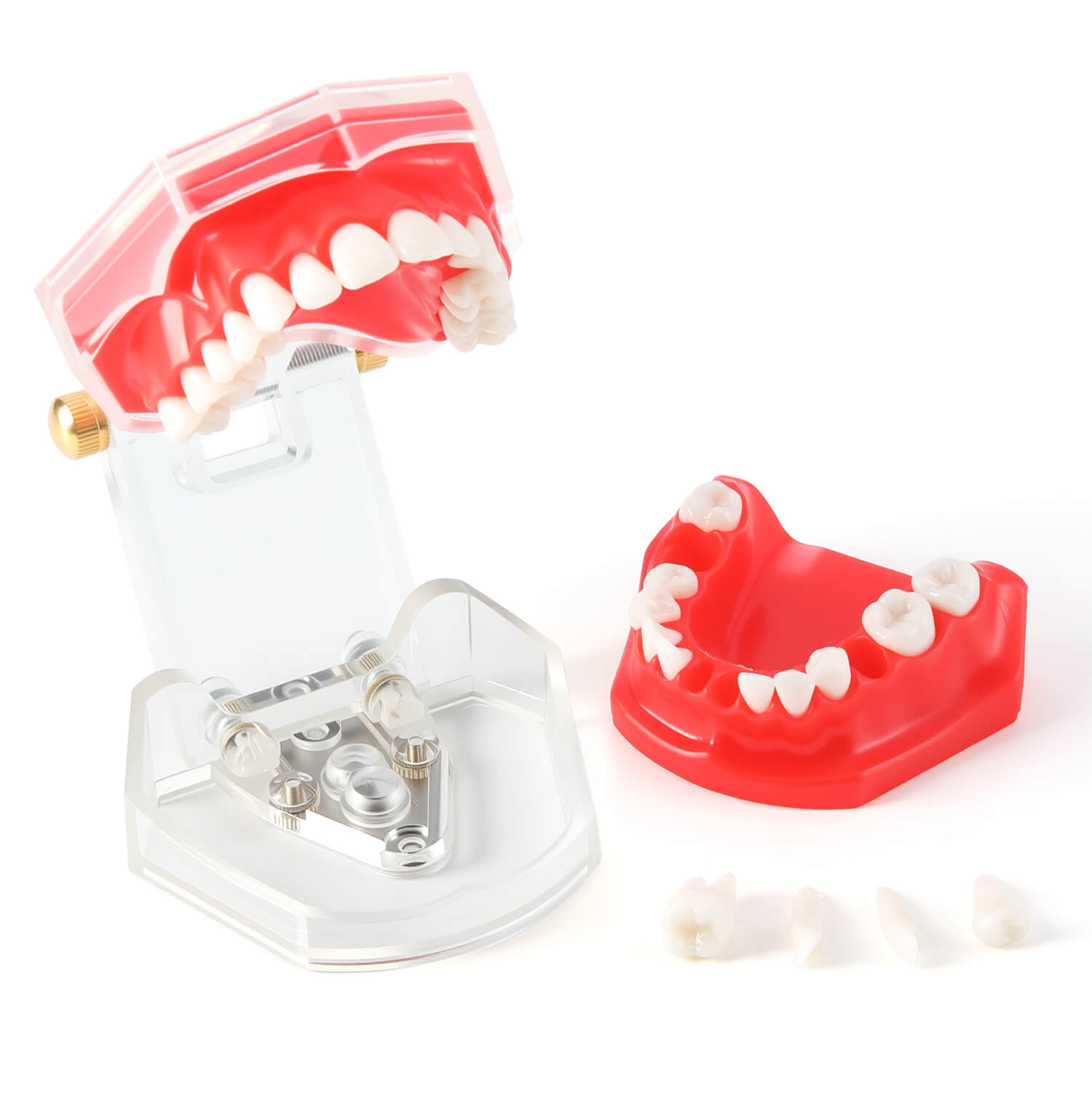 Dental Adults 28-Tooth Standard Extraction Model Detachable Teaching Teeth Tool - azdentall.com