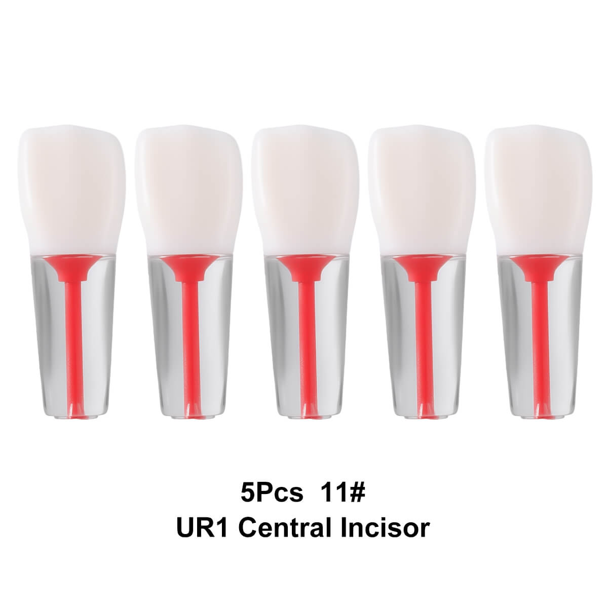 Dental Endo Teeth Model Transparent Root Canal Practice Block RCT Pulp Cavity Study Training Teaching - azdentall.com