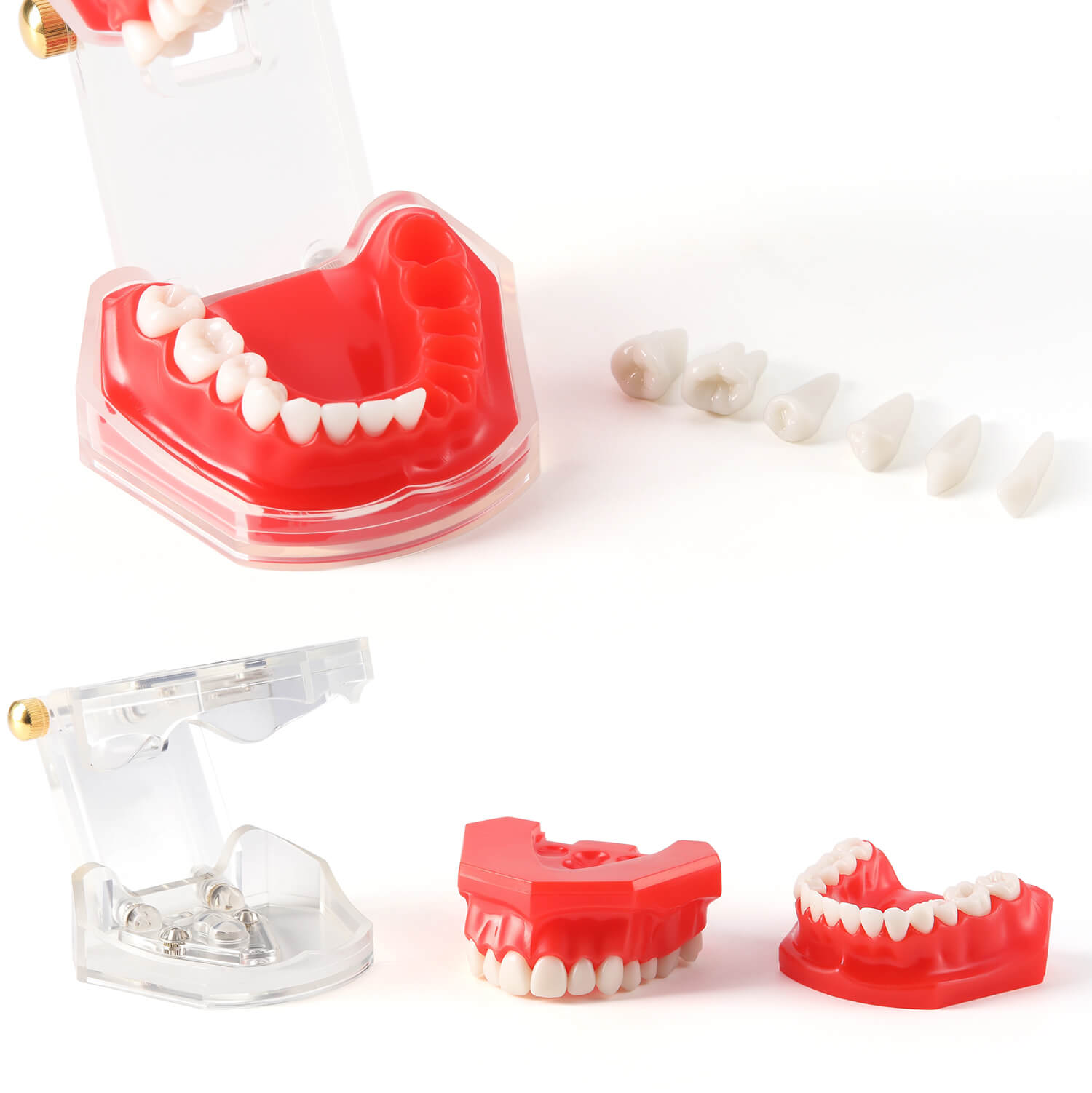 Dental Adults 28-Tooth Standard Extraction Model Detachable Teaching Teeth Tool - azdentall.com