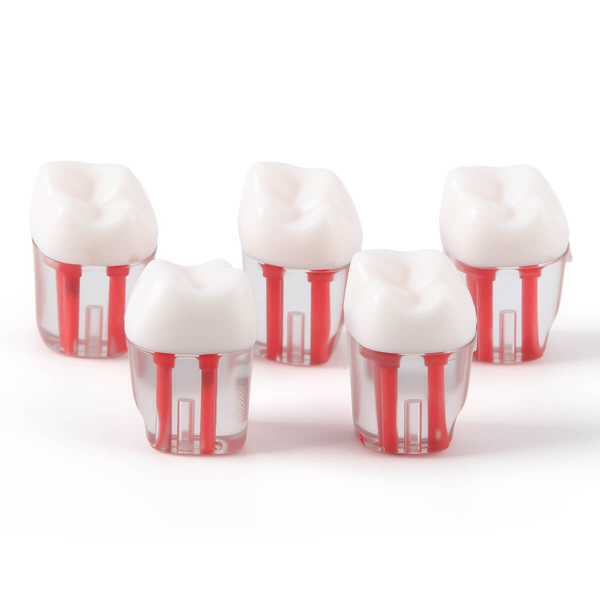 Dental Endo Teeth Model Transparent Root Canal Practice Block RCT Pulp Cavity Study Training Teaching - azdentall.com
