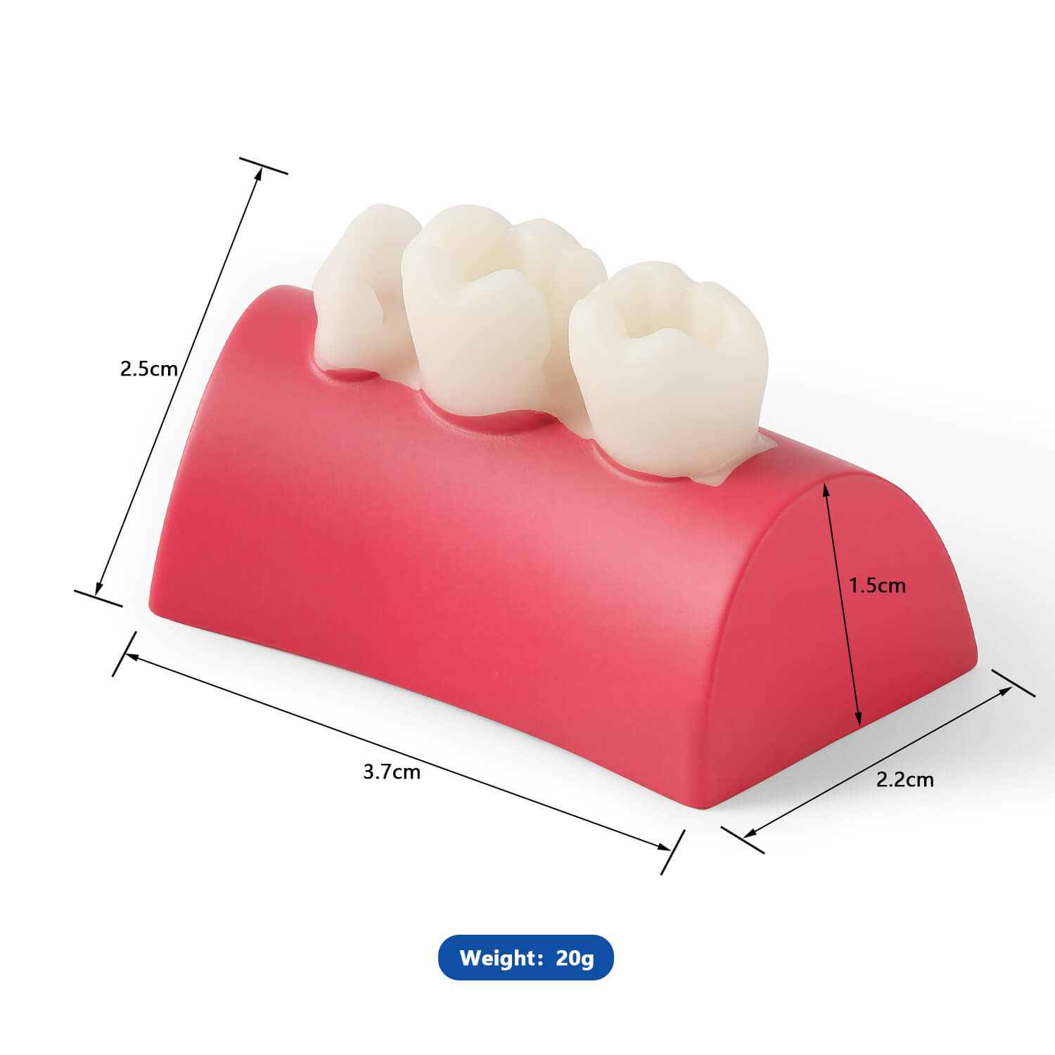 Dental Inlay Exercise Block Composite Resin Filling Teeth - azdentall.com
