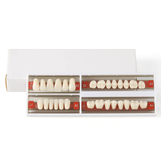 Dental Synthetic Resin Teeth Denture A1 A2 A3 Shade GN-II Two-Layer 28 Teeth/Set - azdentall.com