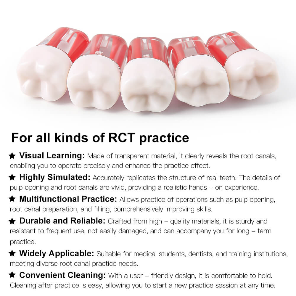 Dental Endo Teeth Model Transparent Root Canal Practice Block RCT Pulp Cavity Study Training Teaching - azdentall.com