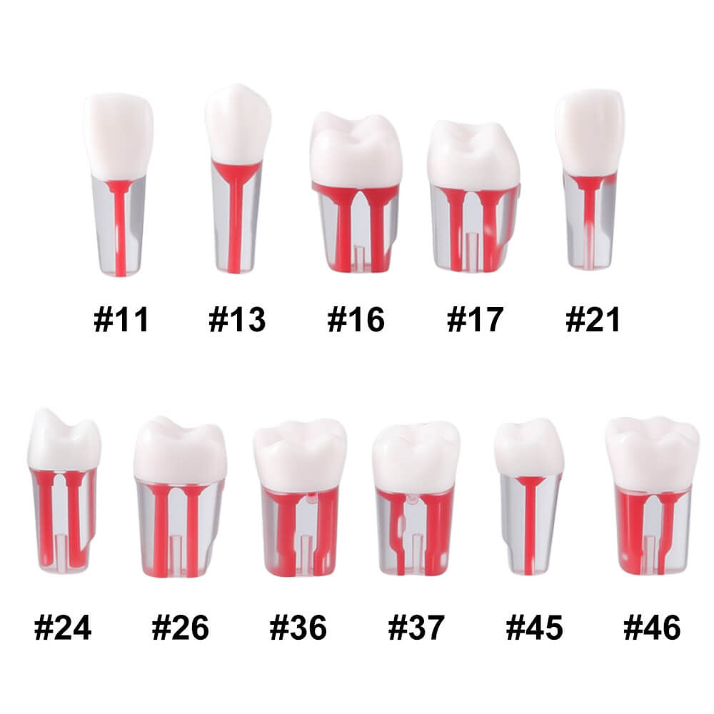 Dental Endo Teeth Model Transparent Root Canal Practice Block RCT Pulp Cavity Study Training Teaching - azdentall.com